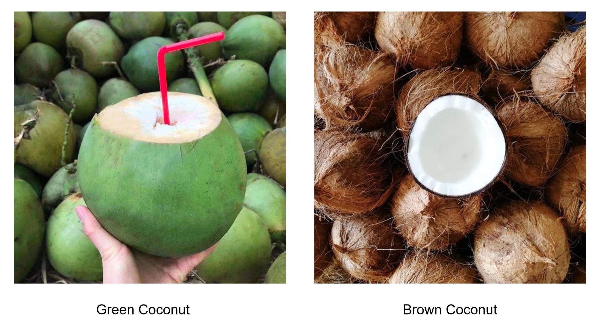 green-coconut-and-brown-coconut.jpg