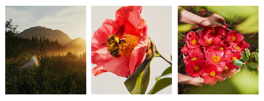 red-camellia.png