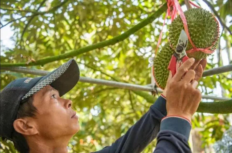 rip-durians-grown-in-hainan.jpg rip-durians-grown-in-hainan.jpg