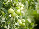 pesticide for minor use crop 